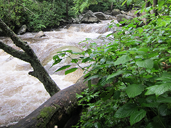 river chimney tops trail